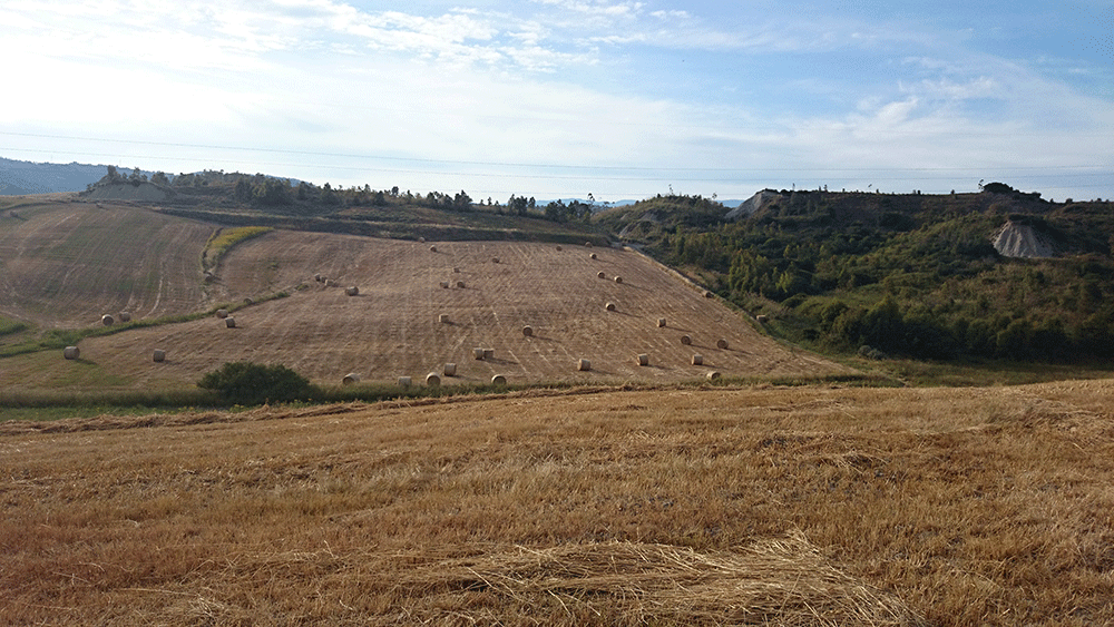 produzione di paglia