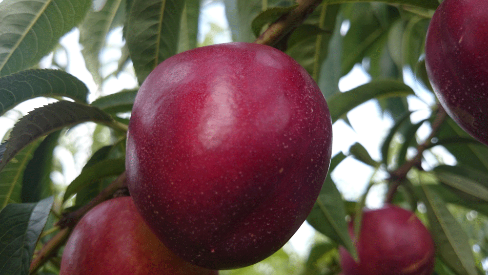 nettarine in produzione